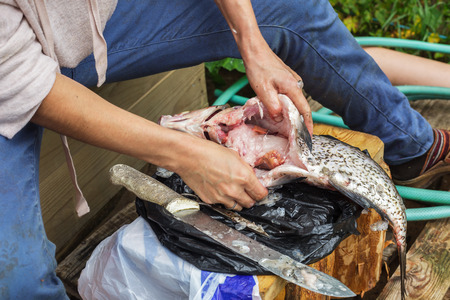 Woman cleans river fish in unsanitary conditionsの写真素材