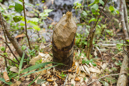 Beaver gnawed wood for the construction of the dam
