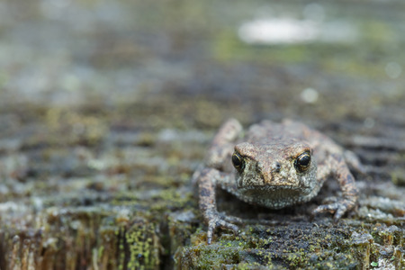 Small frog resting on stump