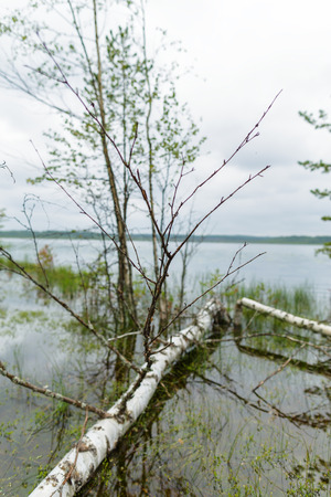 Beautiful scenery wetland lakes in the natural park Vepsian forest.の写真素材