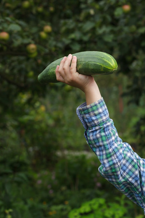 Man's hand with a huge cucumber on the background of an apple orchardの写真素材