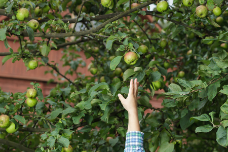 Autumn harvest of apples.  boy reaches for ripe fruitの写真素材