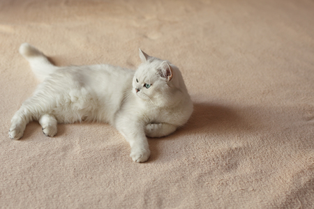 British silver colored cat lying on the bed and with interest looks asideの写真素材