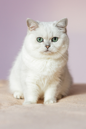 British silver colored cat sitting on a bed in bright room, closely and sad looking at the cameraの写真素材