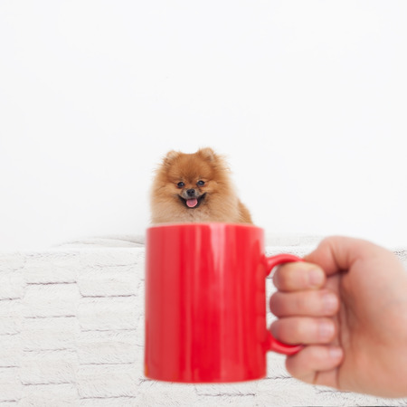 Portrait of a Pomeranian Spitz in a mug. The owner holds a mug in front of the dog.の写真素材