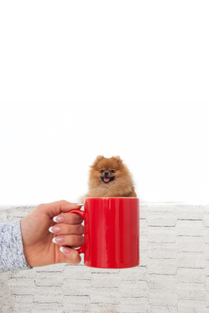 Portrait of a Pomeranian Spitz in a mug. The owner holds a mug in front of the dog.の写真素材