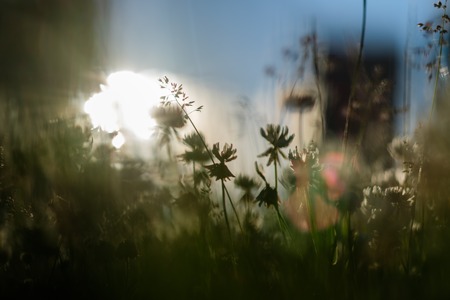 Thin grass close-up on sunny background.の写真素材