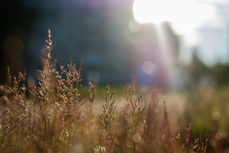 Thin grass close-up on sunny background.の写真素材