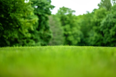 A beautiful view of a mown lawn in the background of a park with treesの写真素材