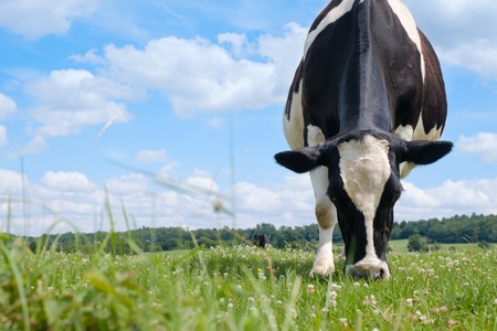 Black and white cow on a green summer meadow.の写真素材