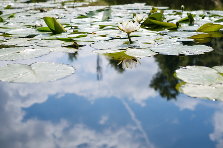 Water lily in the pondの写真素材