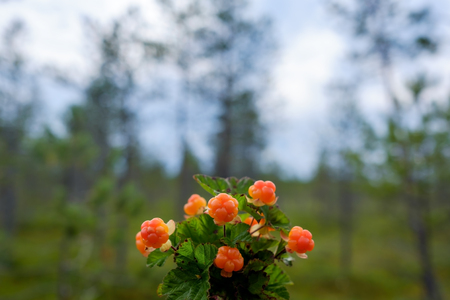 Cloudberry grow in the forest in Russiaの写真素材