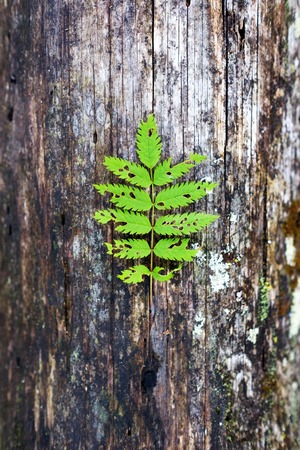 fern leaf on wooden background