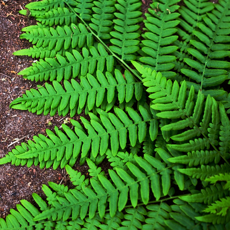 fern leaf on ground backgroundの写真素材
