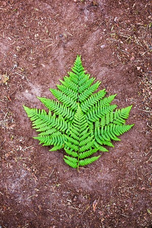 fern leaf on ground background