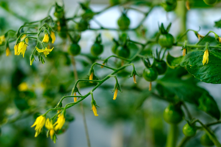 Cherry tomatoes, ripening on the vine in a greenhouse.の写真素材