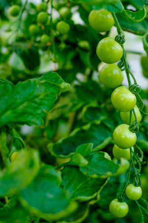 Cherry tomatoes, ripening on the vine in a greenhouse.の写真素材