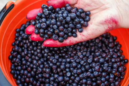 Man holding clean bluecherry in hand.の写真素材