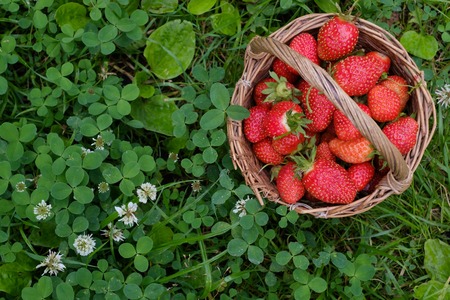 Ripe strawberry in basket on backfround of green grass. Healthy diet recept and fresh antioxidantの写真素材