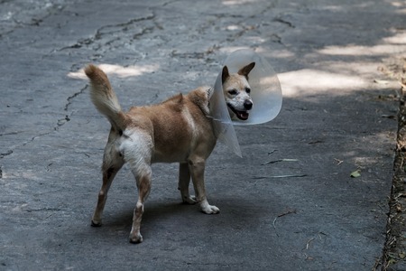 The brown stray dog walking on street wearing special plastic bandage. Health care of homeless animalの写真素材