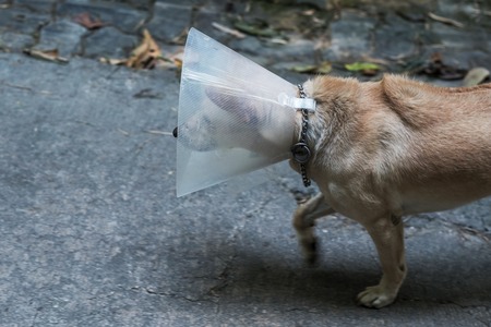 The brown stray dog walking on street wearing special plastic bandage. Health care of homeless animalの写真素材