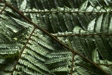A fern in rain forest close up. Background for ecology subjects