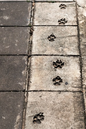 Frozen trail from the dogs paw on the cement.の写真素材