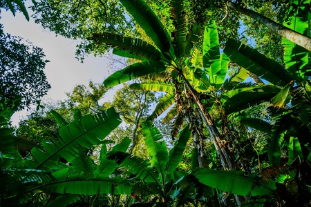 tropical palm tree during day. Oxygen lungs of the planetの写真素材
