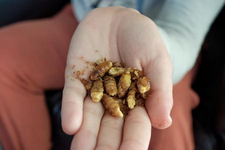 Dried larvae on the arm. Unusual Asian food. Sources of protein.の写真素材