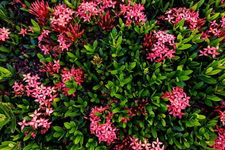 Many red flowers in top view of bush in summer
