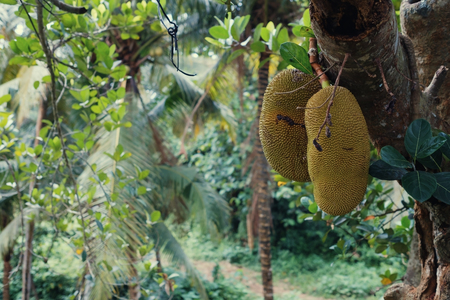 Big jackfruits on a tree in Indonesia Bali. Smelly and sweet tropical food