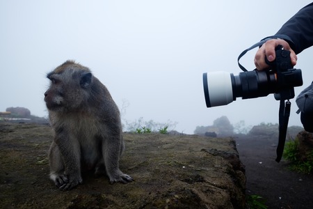 A man takes pictures of a macaque. She wearily turns her head to the side. Concept of travelling photographyの写真素材