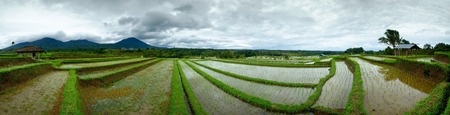Rice field on terrace in Bali Indonesia. Panoramic viewの写真素材