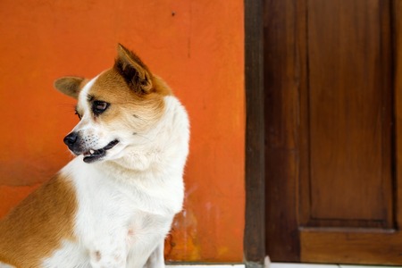 Spotted white and orange dog sitting near door and wait for owner. Concept of frienship between dog and man. Animal faithの写真素材