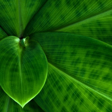 fresh green Curcuma zanthorrhiza leaves texture. square orientation