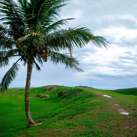 Coconut palm tree alone on green grass and cloudy skyの写真素材