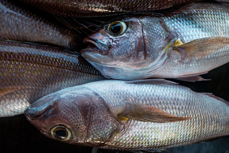 Fresh white snapper detail. Close up view of fish