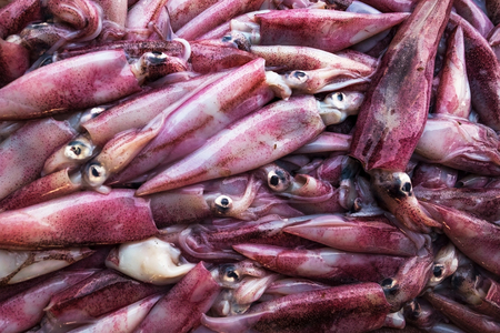 Fresh uncooked squids on shop table. Concept of healthy marine foodの写真素材