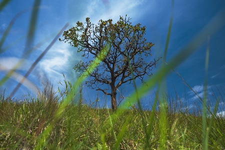 solitary tree on grassy field and blue sky with clouds in the background
