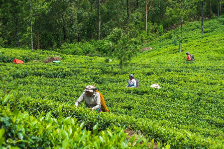Haputale, Sri Lanka - April 18 2018: Local woman collecting tea leaves for making traditional beverageのeditorial素材