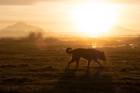 German Shepherd walking in early morning on summer meadow. Great view on natureの写真素材