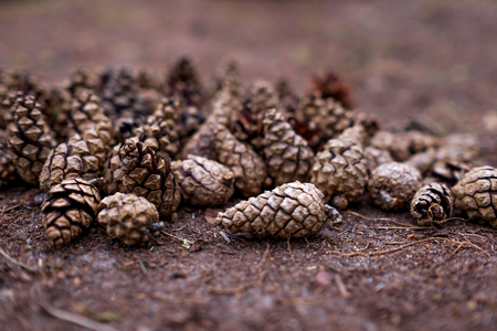 Background of opened pine cones