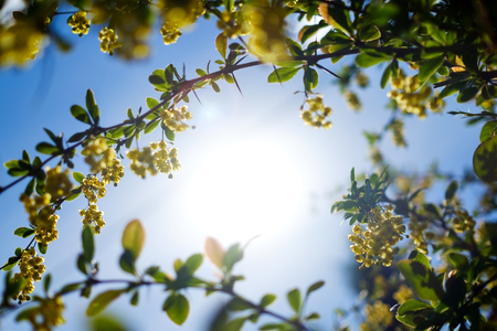 Yellow blooming barberry and blue sunny sky in summer.の写真素材