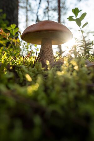 Mushroom orange cap Boletus edulis in forest.の写真素材