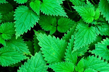 Green leaves from top view.