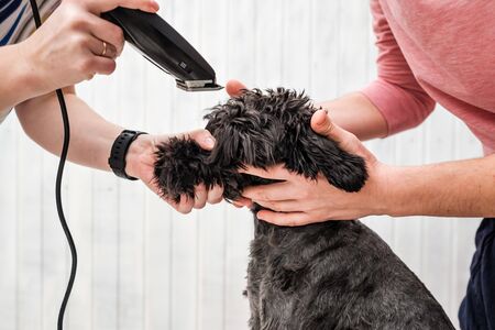 Shaving dogs face at home. Groomer cutting fur of small black schnauzer