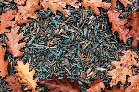 Decorative wood chips with autumn leaves with copyspaceの写真素材