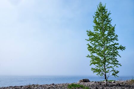Birch and rocks on beach of Ladoga lake in Russia with mistの写真素材