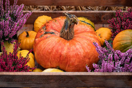 Colorful pumpkins for halloween decoration. Close up viewの写真素材