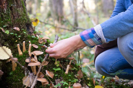 Mushrooms honey agarics grow on the ground, in the grass in the forest, Russia.の写真素材